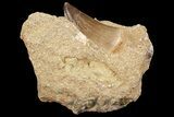 Mosasaur (Prognathodon) Tooth In Rock #70454-1